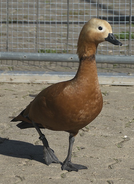能力能够撕