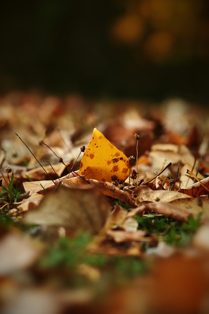篮和冷静的 篮和冷静的